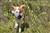 Atlas och kråka 20091516 tripphult.JPG