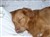 Magnum sover 200906.JPG